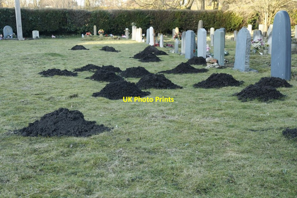 Photo 6"x4" Molehills in the churchyard South Stoke\/SU5983 c2015