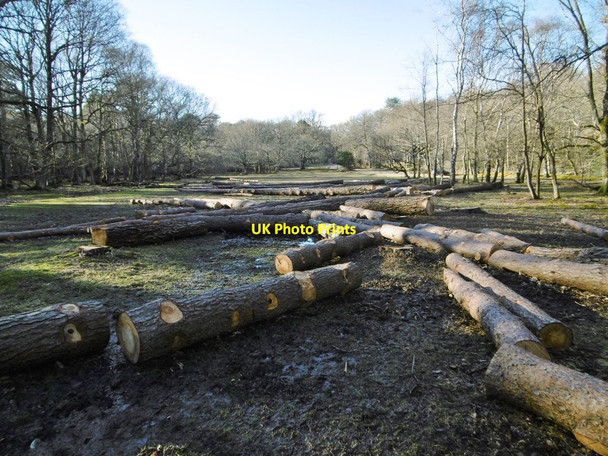 Photo 6"x4" Clayhill Heath, timber Clayhill\/SU3007 c2015