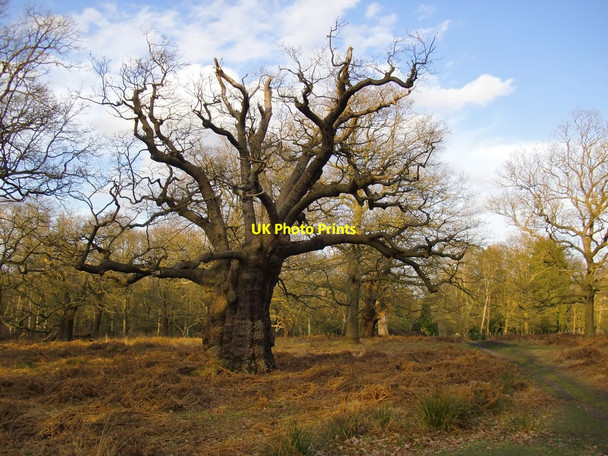 Photo 6"x4" Ancient pollard oak in High Wood, February 2015 Kingston Upon Thames c2015