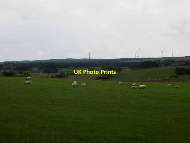 Photo 6"x4" Sheep, Dykeneuk Auldhouse c2014