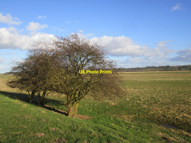 Photo 6"x4" Hawthorn bushes and Alkborough Flats Faxfleet c2015