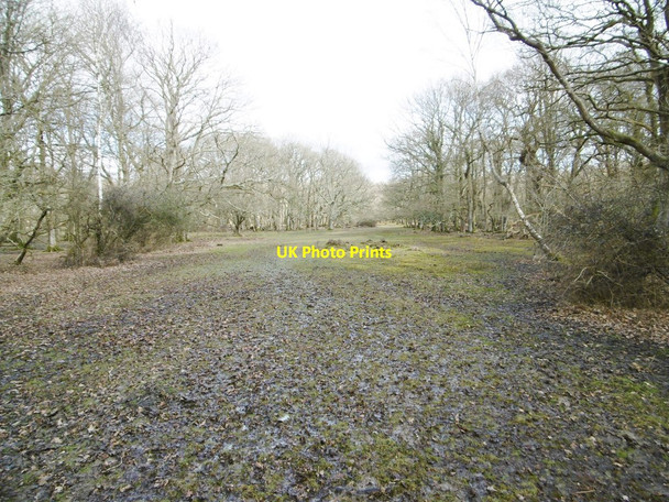 Photo 6"x4" Hollands Wood, forestry track Balmerlawn c2015