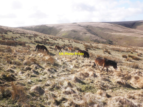 Photo 6"x4" Exmoor ponies below Exe Plain Simonsbath c2015