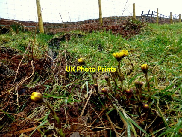 Photo 6"x4" Weeds, Gortin Gortin c2015