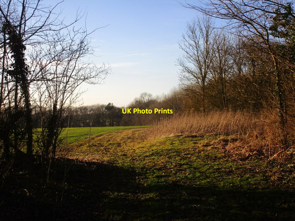 Photo 6"x4" Gap in Benniworth Road Plantation Benniworth c2015
