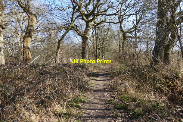 Photo 6"x4" Path at edge of woodland Church End\/SU6756 c2015