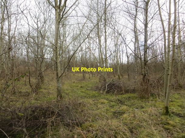 Photo 6"x4" Woodland, Blairhall Colliery Blairhall\/NT0089 c2015