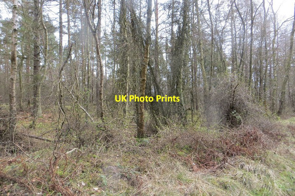 Photo 6"x4" Waas Plantation Culross c2015 P1