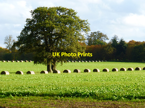 Photo 6"x4" Farmland, Besselsleigh Bessels Leigh c2014