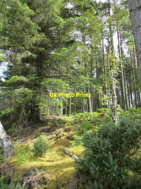 Photo 6"x4" Airdrie Plantations Relugas c2014