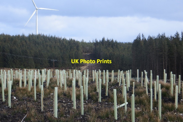 Photo 6"x4" Tuley tubes, Forest of Ae Blue Cairn\/NY0198 c2015