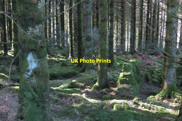 Photo 6"x4" Dyke, Forest of Ae Holehouse\/NX9994 c2015