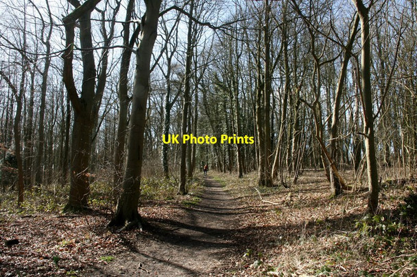Photo 6"x4" Woodland path on the High Hunsley Circuit Welton\/SE9627 c2015