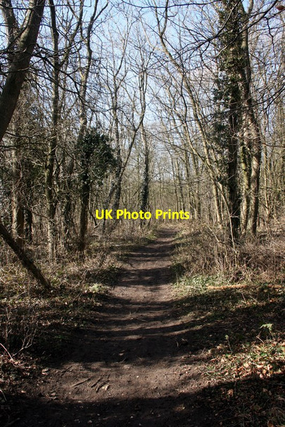 Photo 6"x4" Woodland path on the High Hunsley Circuit Brantingham c2015