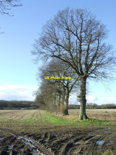 Photo 6"x4" Trees And Blue Skies Hemp Green c2015