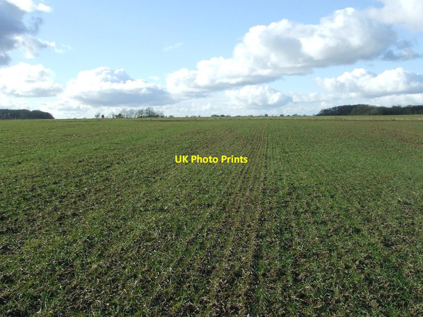 Photo 6"x4" Open Field Curlew Green c2015
