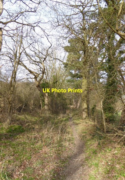 Photo 6"x4" Footpath towards Hook Wood Martyr's Green c2015