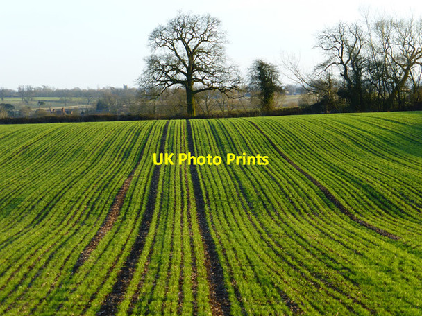 Photo 6"x4" Farmland, Aston Abbotts Aston Abbotts c2015