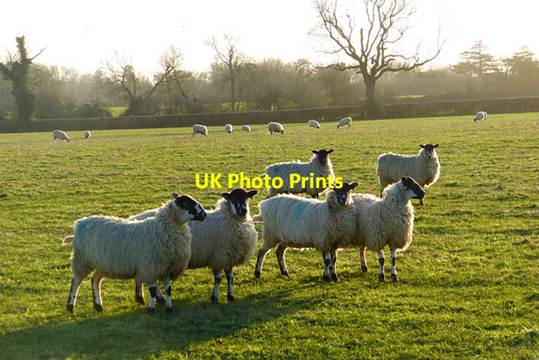 Photo 6"x4" Pasture, Aston Abbotts Aston Abbotts c2015