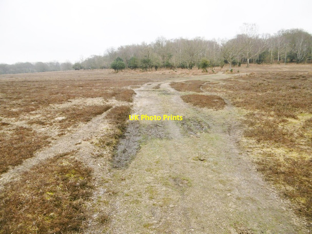 Photo 6"x4" Lyndhurst, track Custards c2015