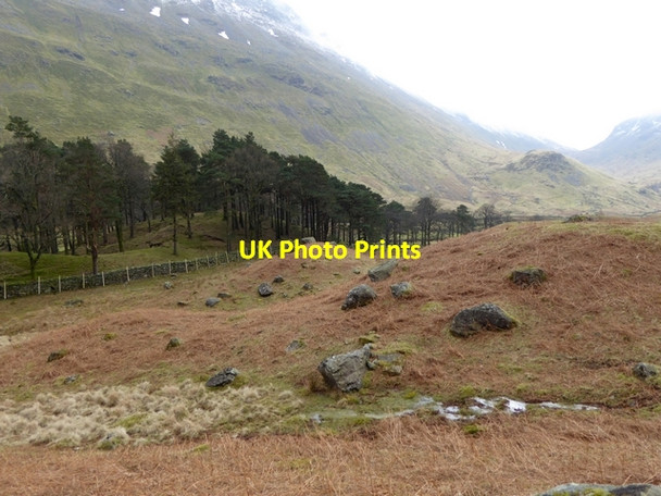 Photo 6"x4" Broomhill Plantation Bridgend\/NY3914 c2015