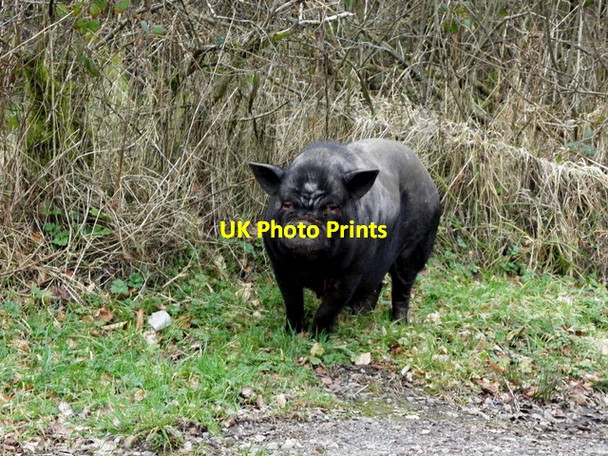 Photo 6"x4" Black pig, Tullyglush Ballygawley\/H6357 c2015