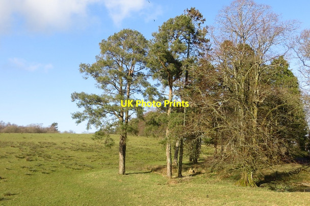 Photo 6"x4" Pines, Burrenrig Courance c2015