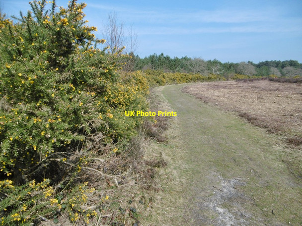 Photo 6"x4" Burton Common, gorse bank Godswinscroft c2015
