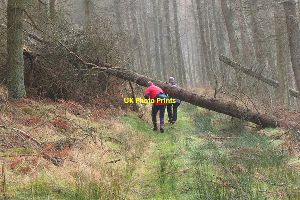 Photo 6"x4" Tree across the path, Scarf Rig Rigg c2015