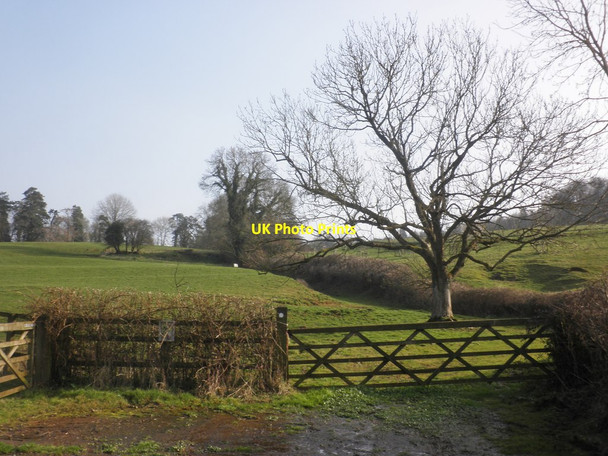 Photo 6"x4" Ash tree, Adscombe Adscombe c2015