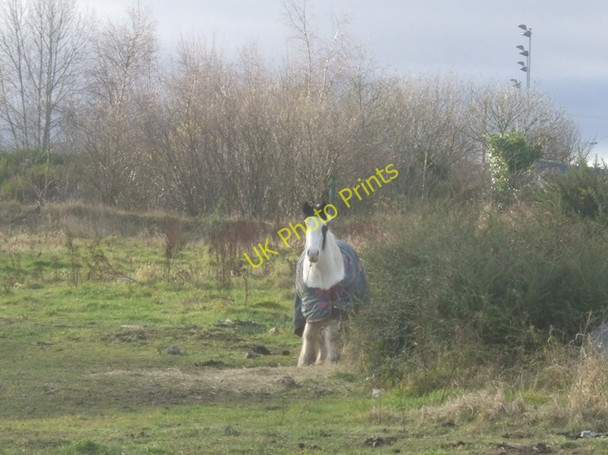 Photo 6"x4" Rough Grazing on the Lunt Bilston\/SO9497 c2008