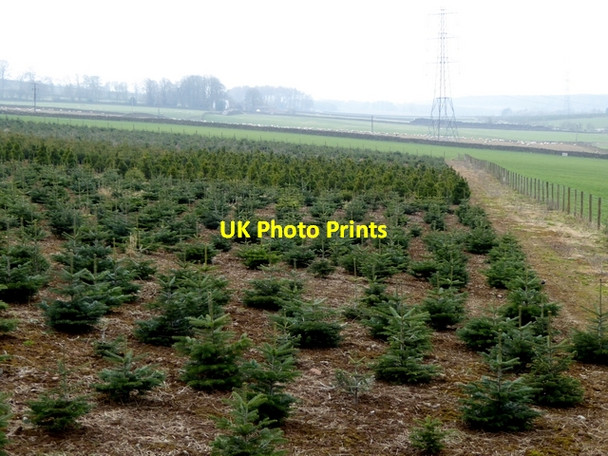 Photo 6"x4" Christmas tree plantation near Woodhead Farm Edenhall c2015