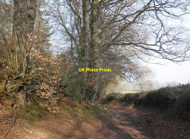 Photo 6"x4" Track at the side of Parson's Plantation Aisholt c2015