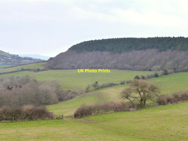 Photo 6"x4" Footpath between Filcombe Wood and Langdon Hill Chideock c2015