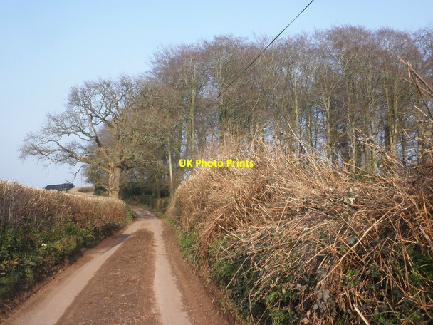 Photo 6"x4" Tuxwell Lane Lower Aisholt c2015