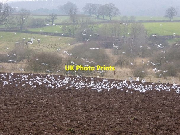Photo 6"x4" Invasion of the gulls Edenhall c2015