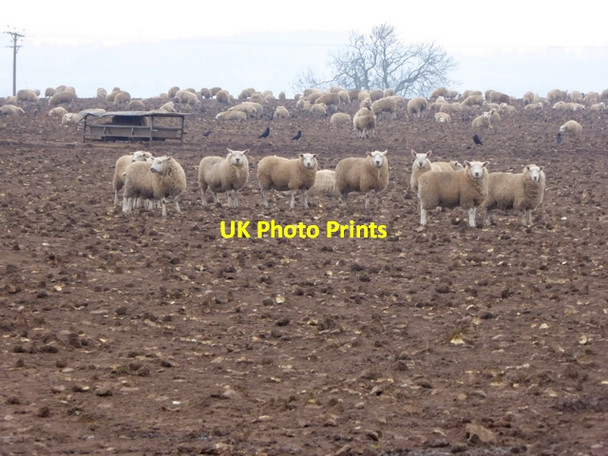Photo 6"x4" Mucky sheep in a mucky field near Langwathby Langwathby c2015