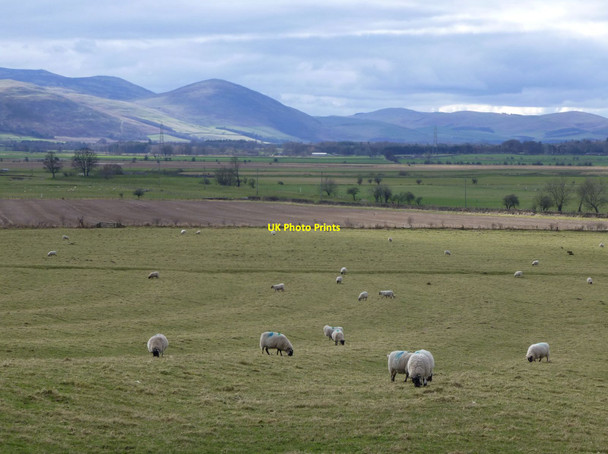 Photo 6"x4" Sheep in pasture south of Doddington Doddington\/NT9932 c2015