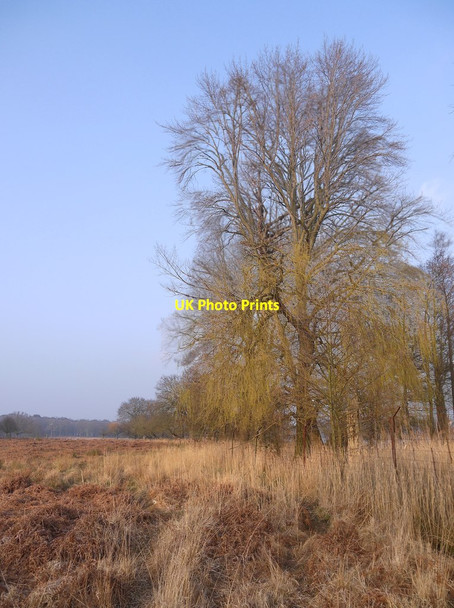 Photo 6"x4" Willows by the Upper Pen Pond reedbed, early spring Kingston Upon Thames c2015