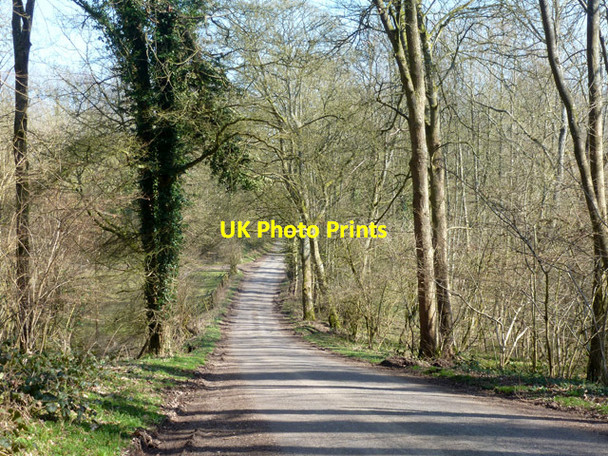 Photo 6"x4" Lodge Lane, Chute Forest Chute Cadley c2015