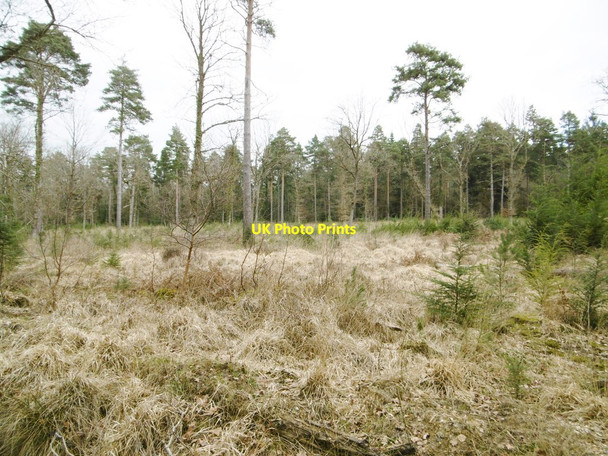 Photo 6"x4" Deerleap Inclosure, clearing Ashurst\/SU3310 c2015