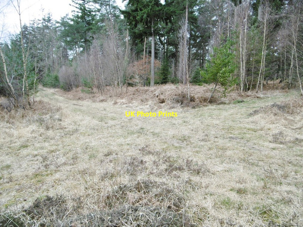 Photo 6"x4" Deerleap Inclosure, forestry crossroad Ashurst\/SU3310 c2015