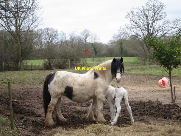 Photo 6"x4" Horse & foal, Waterman Quarter Waterman Quarter c2015
