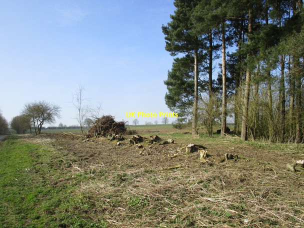 Photo 6"x4" Remains of an old hedge Benniworth c2015