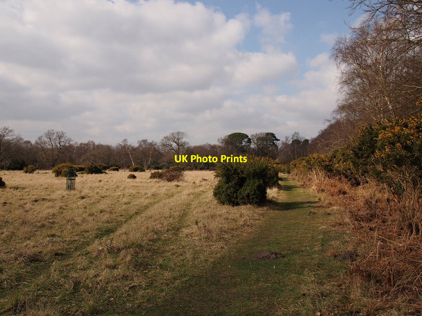 Photo 6"x4" SWT Captain's Wood clearing Sudbourne c2015