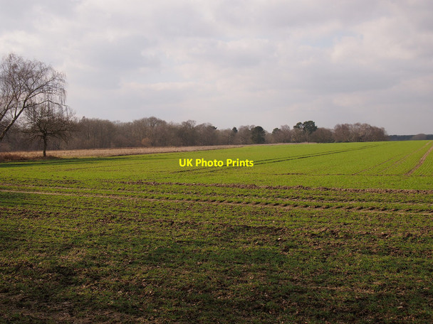 Photo 6"x4" Sudbourne Great Wood Sudbourne c2015 P1