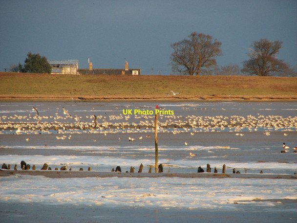 Photo 6"x4" Birds on the mudflats at Blythburgh Blythburgh c2012