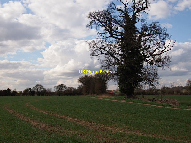 Photo 6"x4" Hedgerow and field, Ipswich Northern Fringe Ipswich c2015