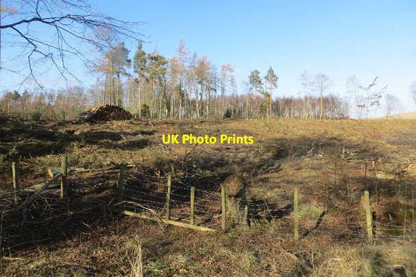 Photo 6"x4" Felled area, Begbie Wood Bolton\/NT5070 c2015