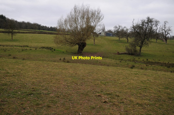 Photo 6"x4" The Daffodil Way Four Oaks\/SO6928 c2015